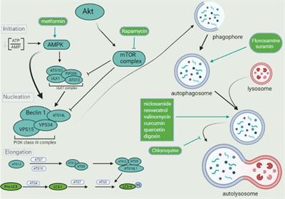 Autophagy Modulators in Coronavirus Diseases: A Double Strike in Viral Burden and Inflammation